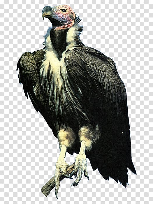 Condor Bald Eagle Lappet-faced vulture, eagle transparent background PNG clipart
