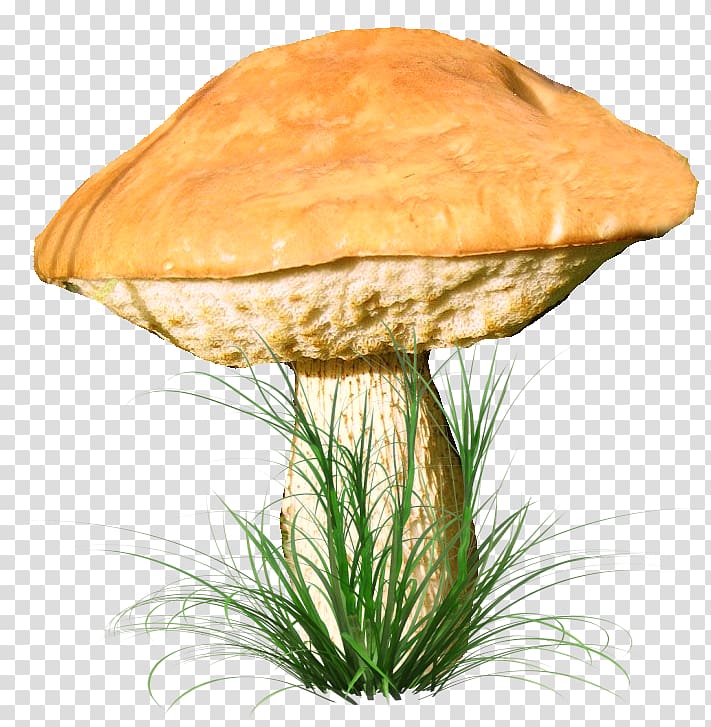 brown mushroom and green grass, Fungus Aspen mushroom , mushroom transparent background PNG clipart