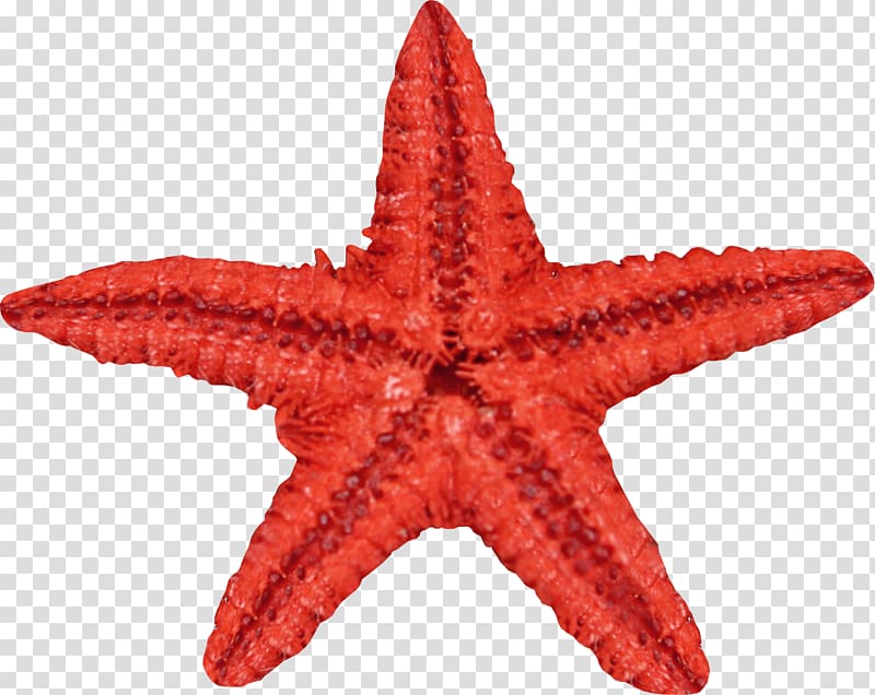 Starfish Seashell, Red starfish transparent background PNG clipart