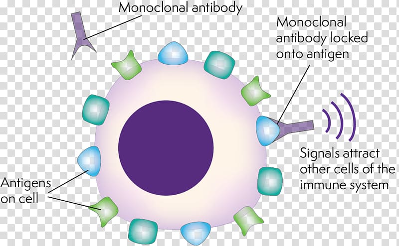 Monoclonal antibody therapy Antibody-dependent cell-mediated cytotoxicity, technology transparent background PNG clipart