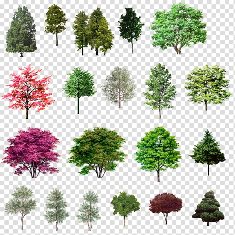 Naver Blog Tree, psd source file transparent background PNG clipart