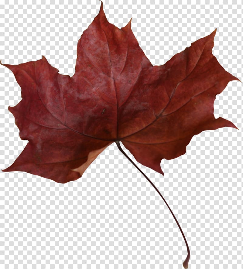 Canada Red maple Maple leaf, maple leaf transparent background PNG clipart