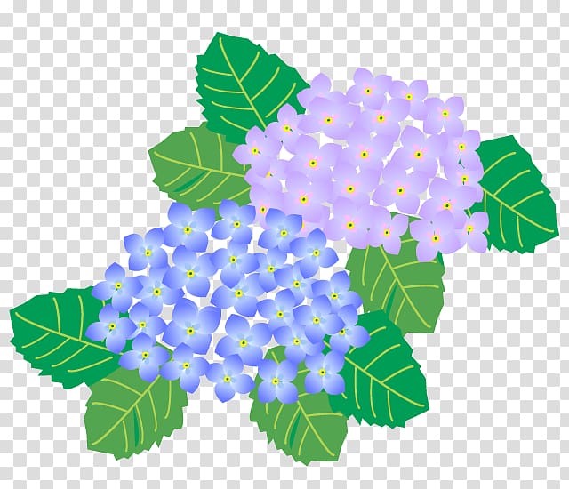 French hydrangea Season Summer, design transparent background PNG clipart