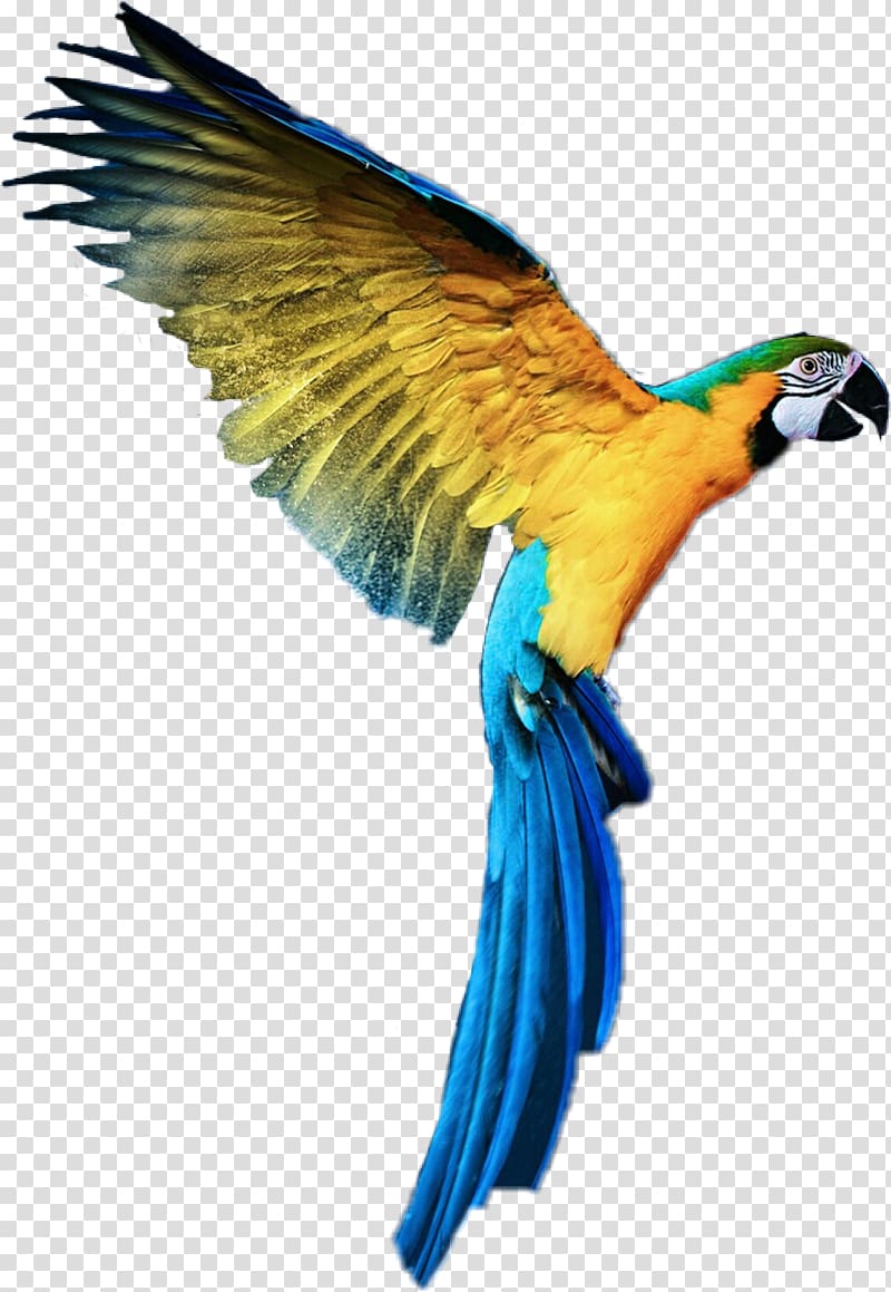 Lovebird Macaw Parrot 32