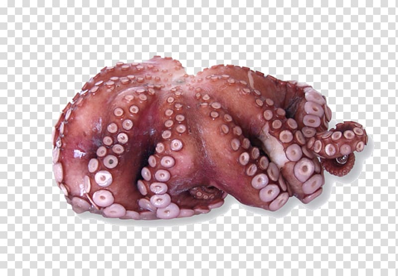 Octopus cyanea Cephalopod Common octopus Animal, fish market transparent background PNG clipart