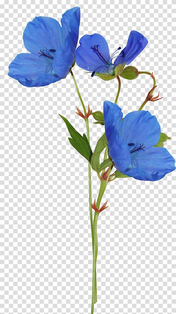 Blue Color Flower Petal, flower transparent background PNG clipart