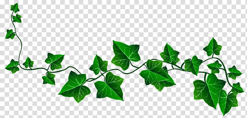 Ivy Vine , ivy transparent background PNG clipart