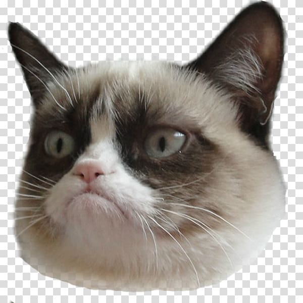 Siamese cat, Snowshoe cat Grumpy Cat: A Grumpy Book Kitten Pet, Cat transparent background PNG clipart