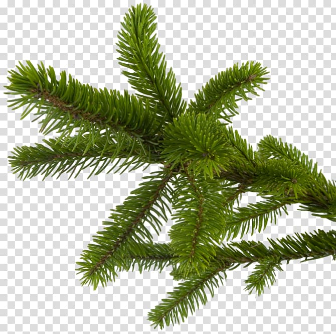 Fir Christmas New Year Spruce, christmas transparent background PNG clipart