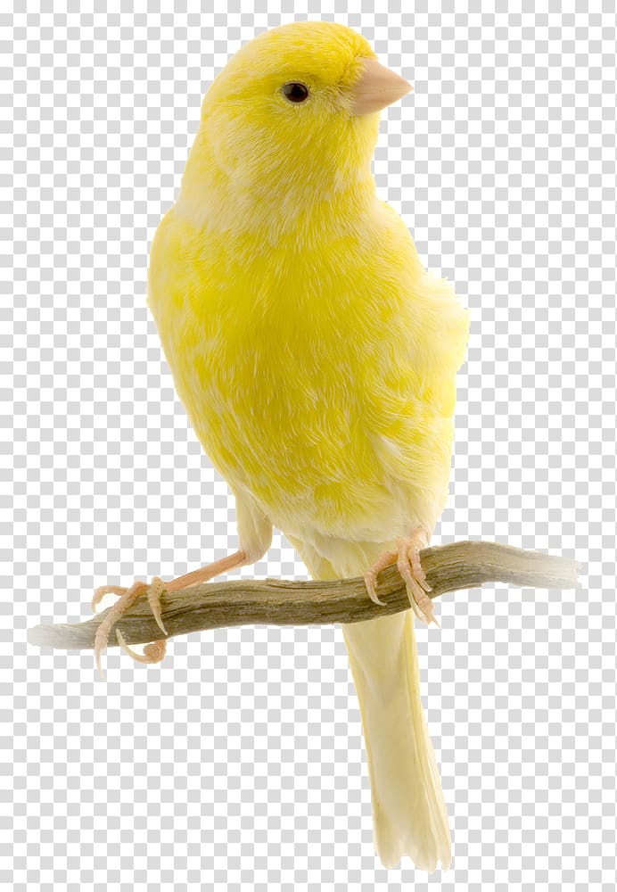 Red factor canary Harz Roller Bird Yellow canary Finch, Bird transparent background PNG clipart