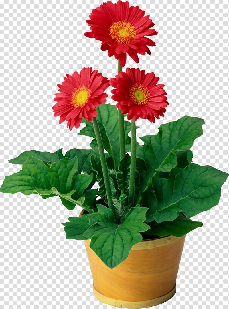 red petaled flowers in plant pot , Flowering plant Flowering plant Transvaal daisy Houseplant, Pot plant transparent background PNG clipart