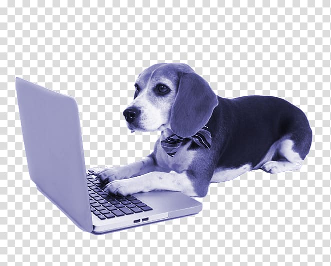 Beagle Puppy Laptop Shetland Sheepdog, play firecracker puppy transparent background PNG clipart
