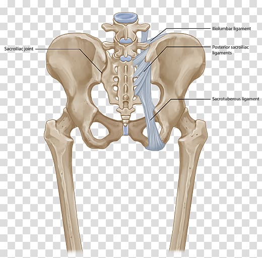 Sacroiliac joint dysfunction Iliolumbar ligament, back pain transparent background PNG clipart