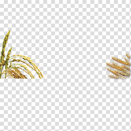 Rice Tao Heung Holdings Limited Pattern, Golden rice Tao Heung transparent background PNG clipart