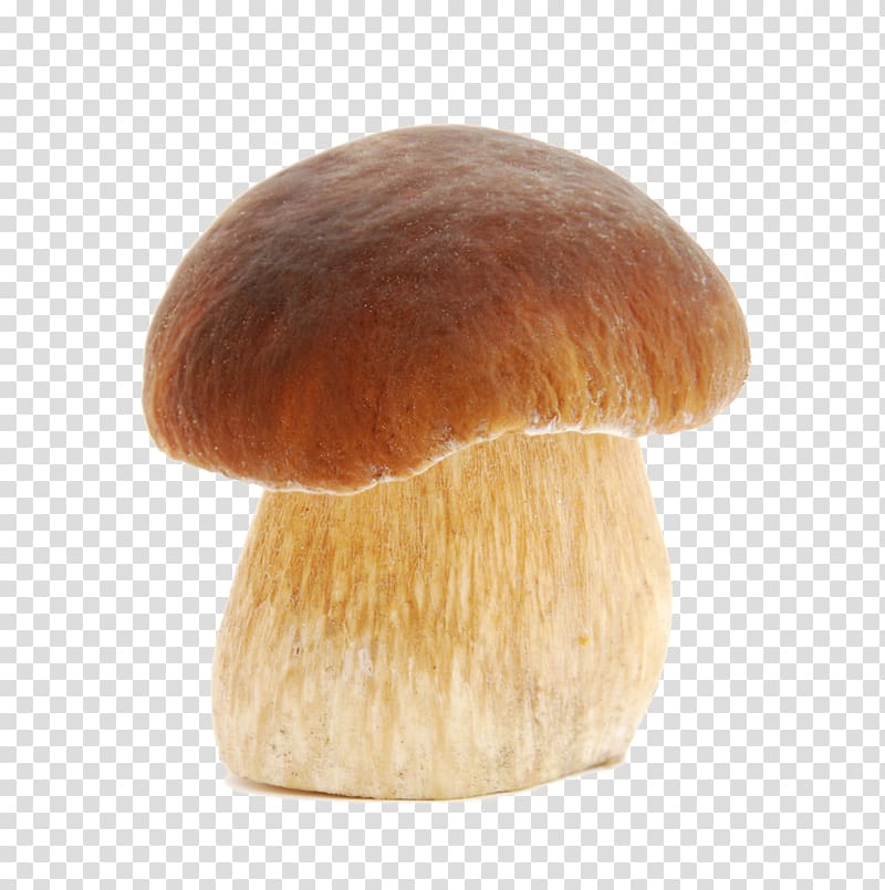 Boletus edulis Boletus pinophilus Fungus Mushroom Pileus, mushroom transparent background PNG clipart