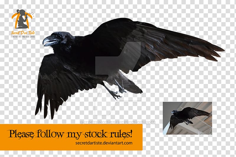 Computer graphics Graphics software, flying ravens transparent background PNG clipart