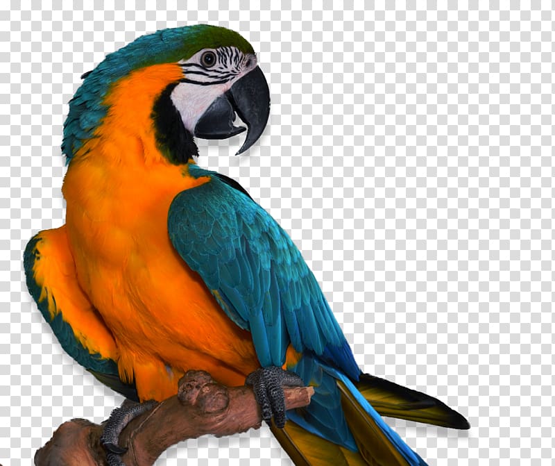Parrots Bird Companion parrot Pet Veterinarian, parrot transparent background PNG clipart