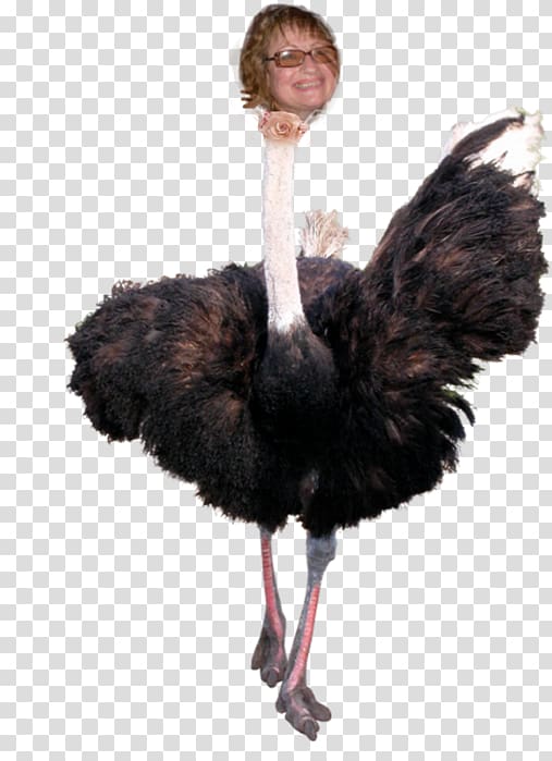 Common ostrich Bird Emu Egg, Bird transparent background PNG clipart