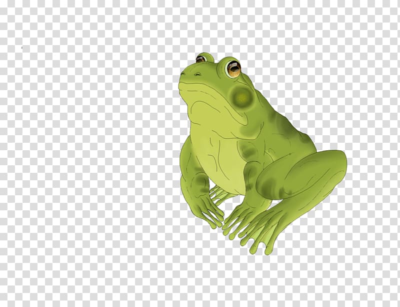 True frog Edible frog Digital illustration, frog transparent background PNG clipart