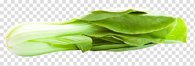 Bok choy Romaine lettuce Napa cabbage, Bok Choy transparent background PNG clipart