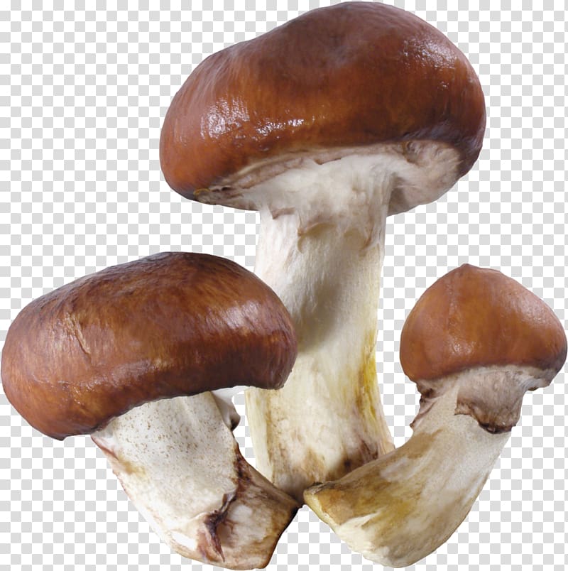 Mushroom transparent background PNG clipart