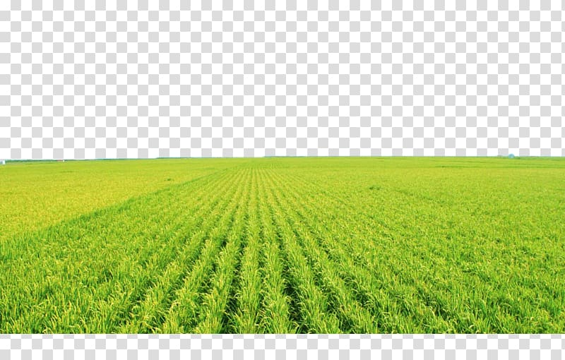 grass field, Agricultural aircraft Paddy Field Agriculture Fertilizer , Green rice fields transparent background PNG clipart