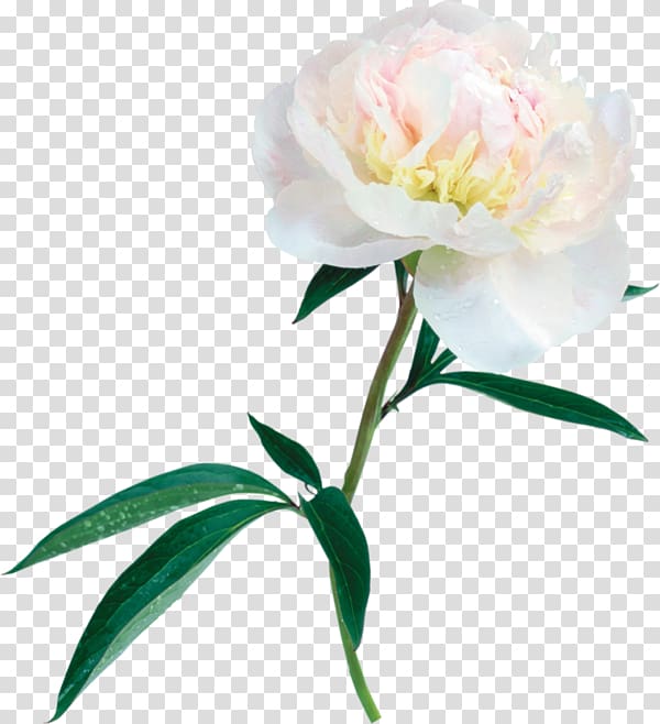 Peony Flower , peony transparent background PNG clipart