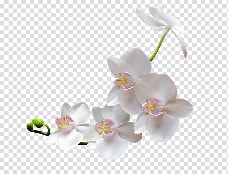 Orchids , Mystique transparent background PNG clipart