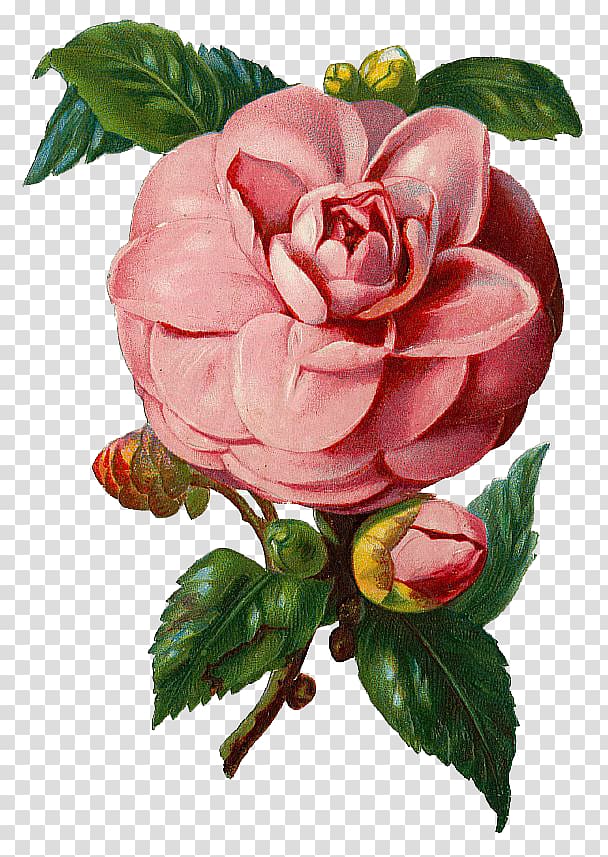 Rose, camellia transparent background PNG clipart