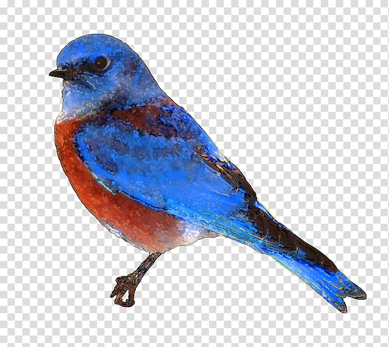 Eastern bluebird , Free Bluebird transparent background PNG clipart