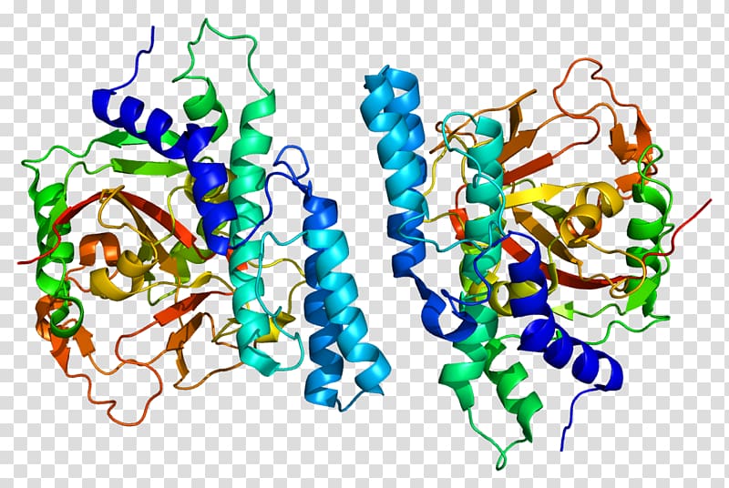 Poly (ADP-ribose) polymerase PARP1 Protein PARP inhibitor BRCA1, protein transparent background PNG clipart
