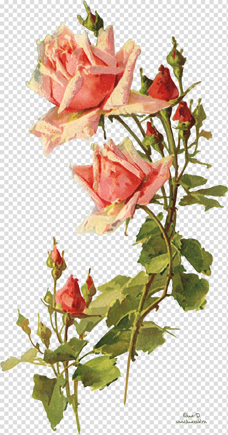 Garden roses Flower Vintage clothing , watercolor leaves transparent background PNG clipart