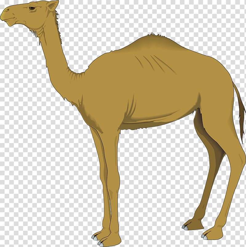 Camel , Brown camel transparent background PNG clipart