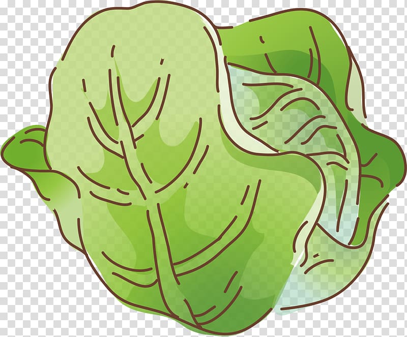 Vegetable Cartoon Cabbage Illustration, Cabbage element transparent background PNG clipart