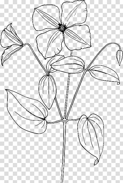 Arabian jasmine Drawing Flower Sketch, shrub Sketch transparent background PNG clipart