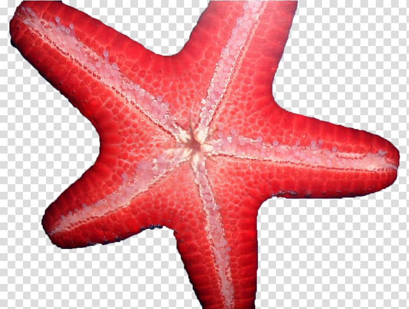 Saltwater Heaven Starfish Echinoderm Facebook Like button, starfish transparent background PNG clipart