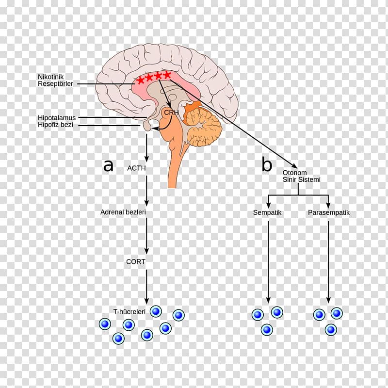 Bulbar palsy Animal Diagram, design transparent background PNG clipart