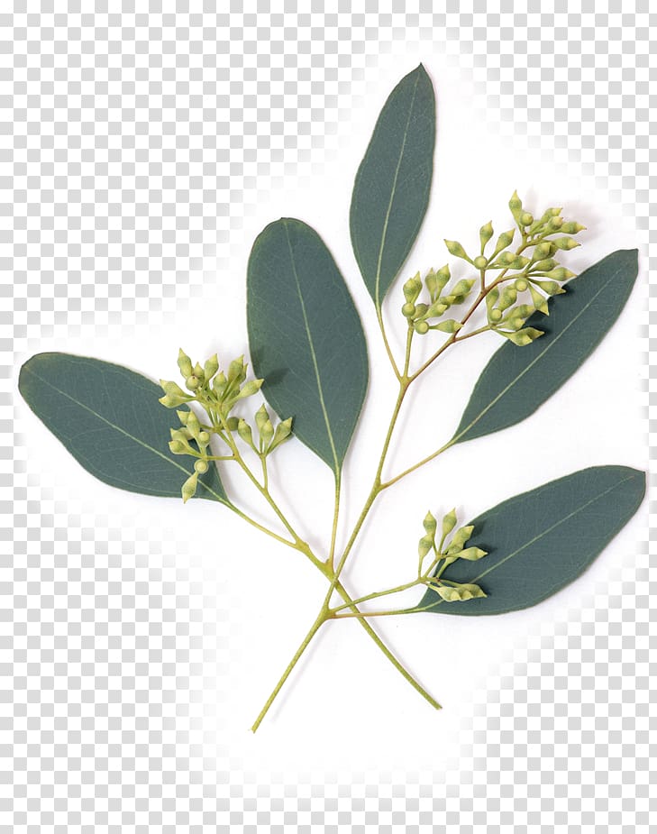 green leafed plant, Eucalypt Flowers Gum trees Leaf Nutrient Avocado, eucalyptus transparent background PNG clipart