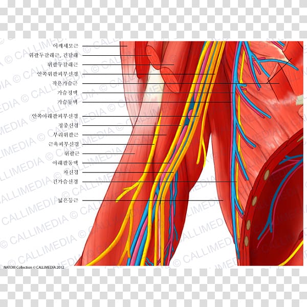 Elbow Ulnar nerve Blood vessel Nervous system, arm transparent background PNG clipart