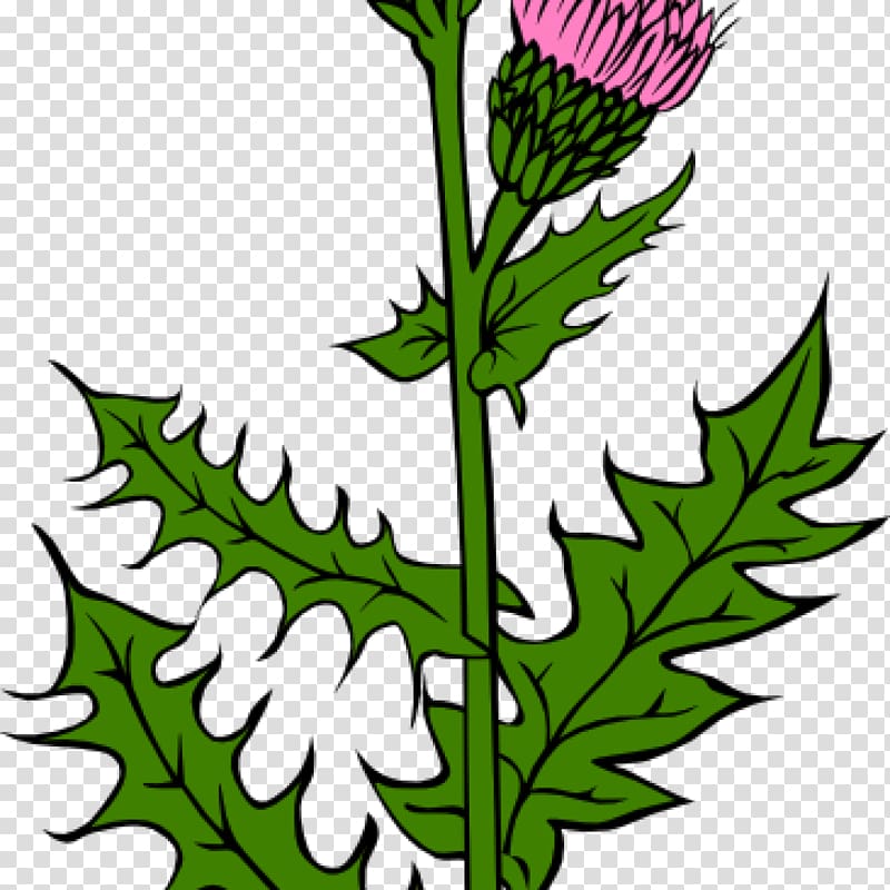 Flag of Scotland Thistle graphics, bud transparent background PNG clipart