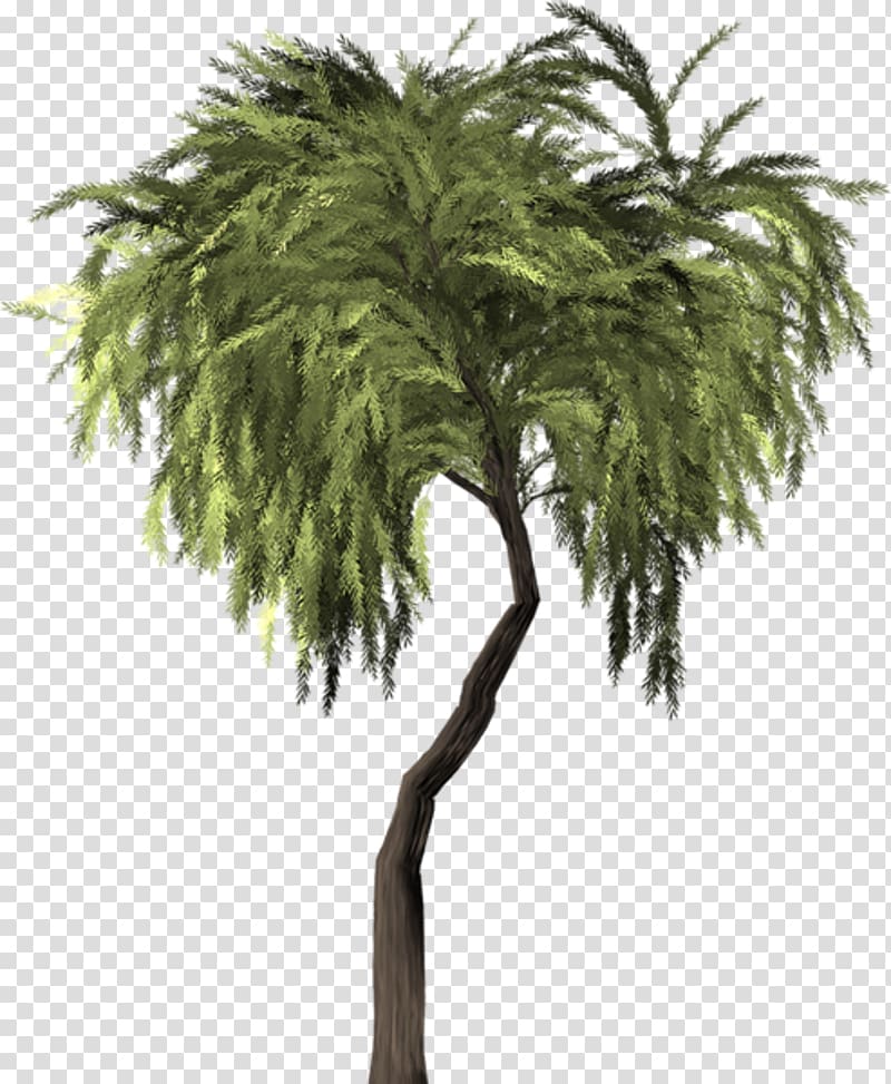 Weeping willow Tree Asian palmyra palm Vascular plant, tree transparent background PNG clipart