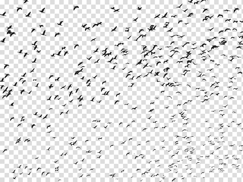 Bird Flight Flock , flock of birds transparent background PNG clipart