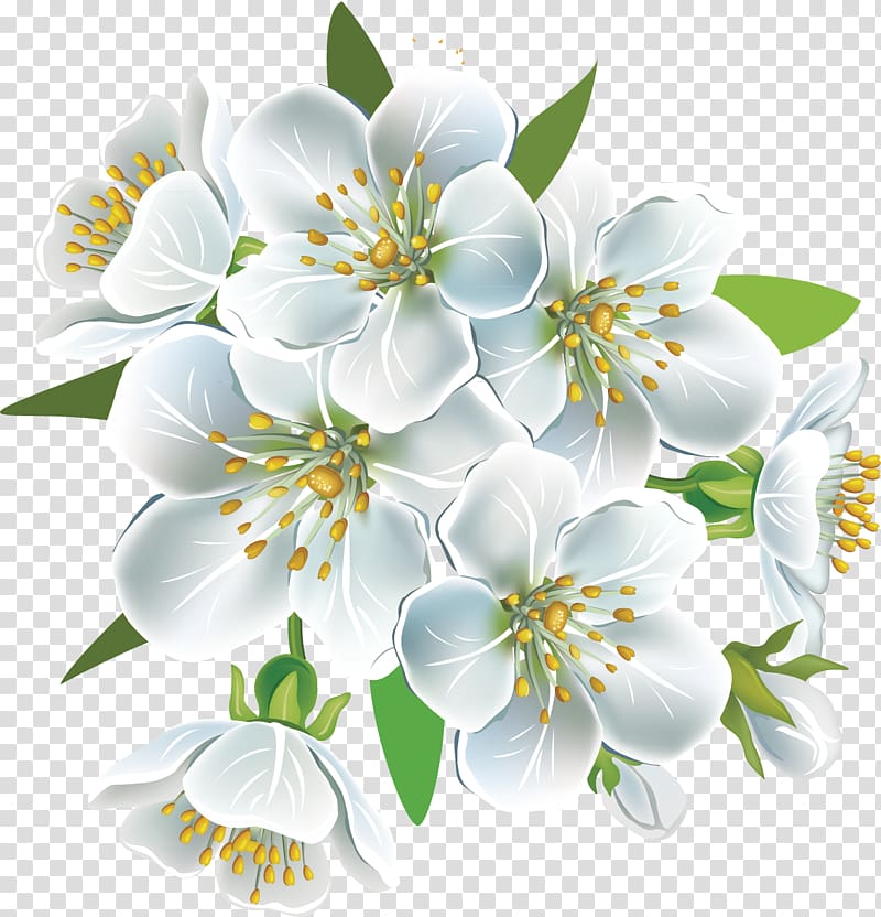 white petaled flowers, National Cherry Blossom Festival Flower Petal, Cherry petals transparent background PNG clipart