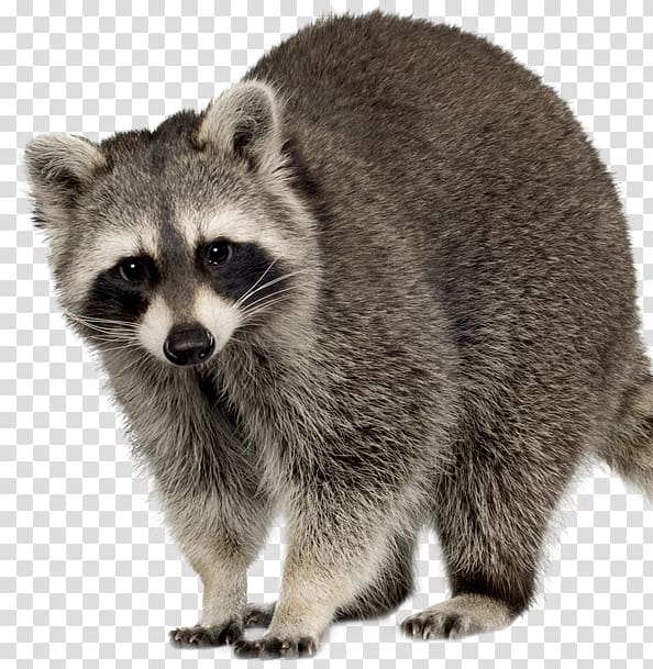 gray racoon, Raccoon Squirrel Feral cat Rodent, raccoon transparent background PNG clipart