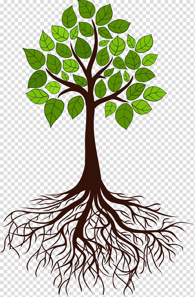 tree illustration, Tree Root Branch, tree roots transparent background PNG clipart
