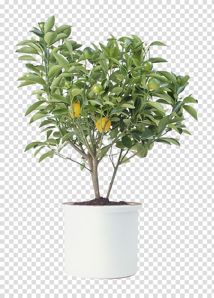 orange tree transparent background PNG clipart