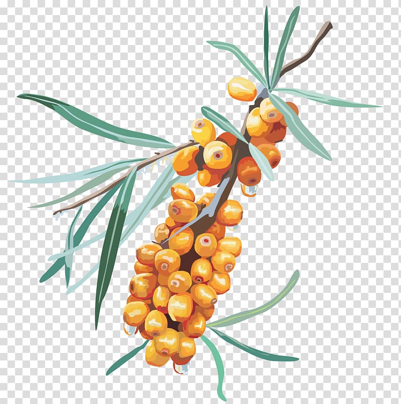 Scape Icon, Sea buckthorn transparent background PNG clipart