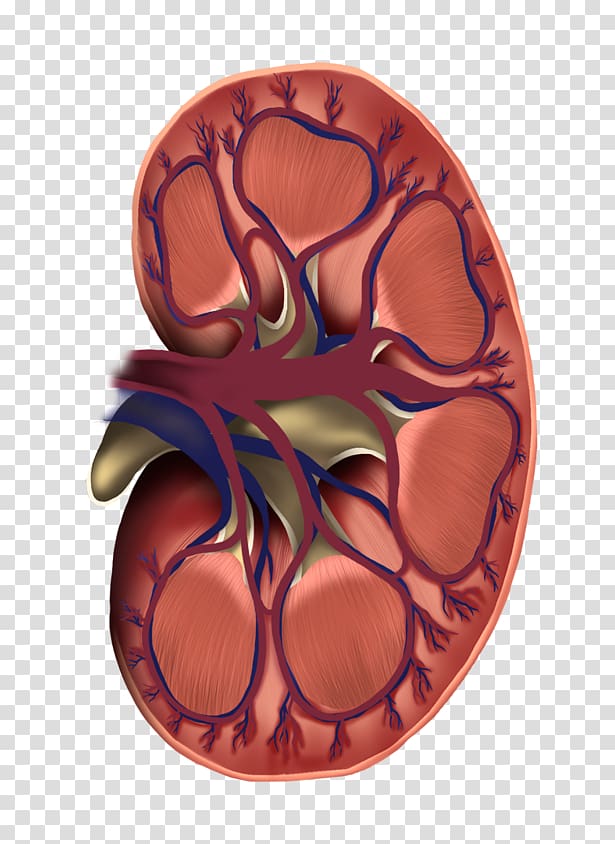 Organ Adobe After Effects Kidney, others transparent background PNG clipart