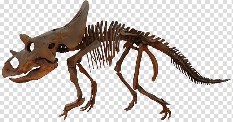 Agujaceratops Velociraptor Ceratopsia Brachyceratops Late Cretaceous, pentaceratops transparent background PNG clipart