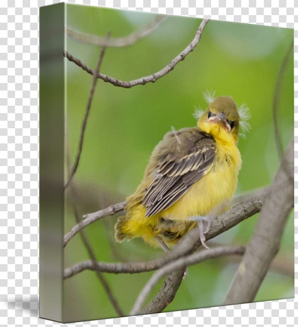 Orchard oriole kind Baltimore oriole Art American Sparrows, Orchard Oriole transparent background PNG clipart